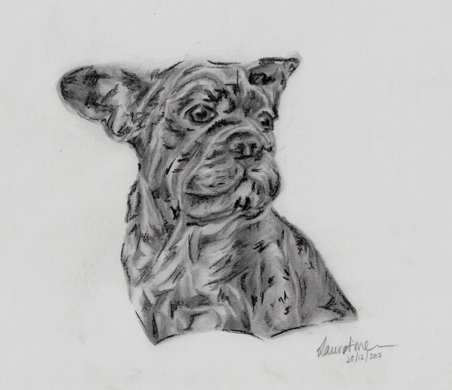 French bulldog drawn with graphite pencil and charcoal concentrating on the positive and negative spaces, creating strong contrast in the drawing.