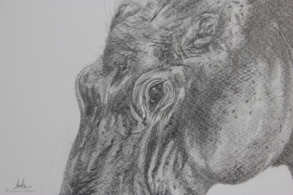 Hippo Graphite Pencil Drawing