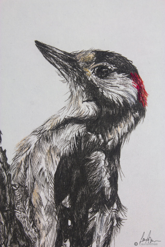 Woodpecker Fineliner & Pastel Pencil Drawing