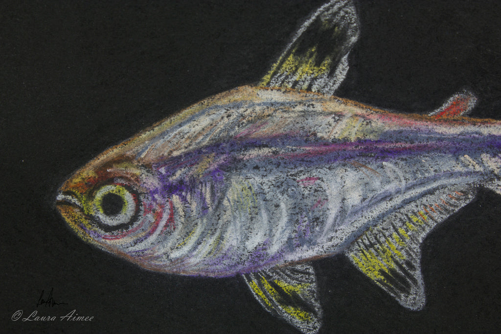 X-Ray Tetra Fish Pastel Drawing