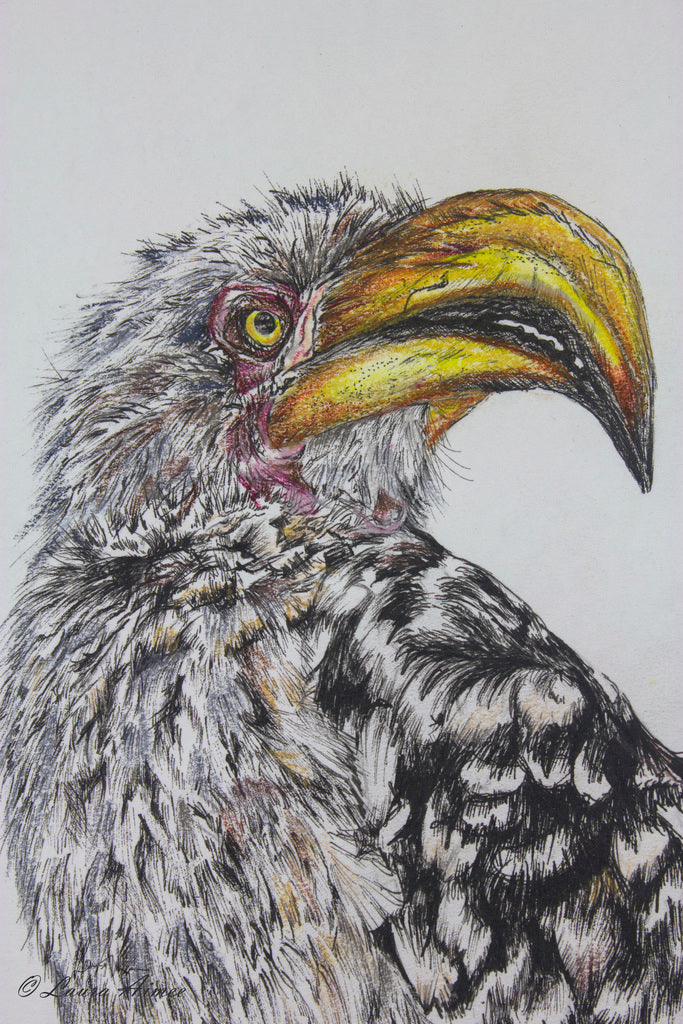 Yellow Billed Fineliner & Pastel Pencil Drawing