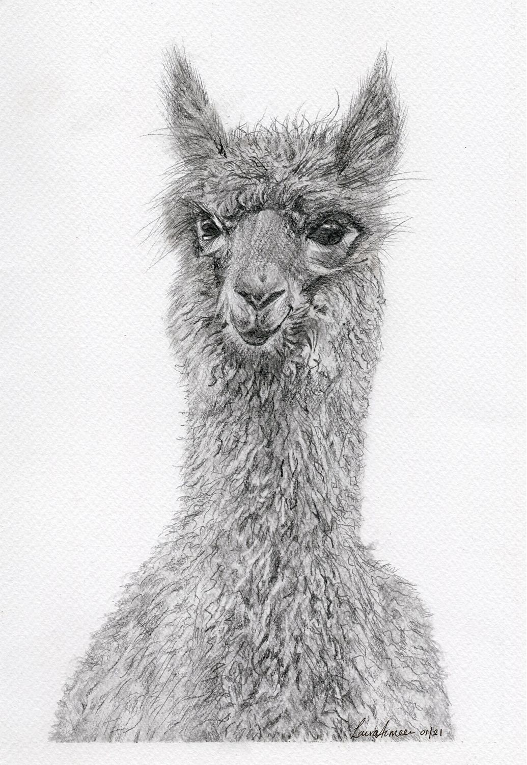 Alpaca Graphite Giclee Print