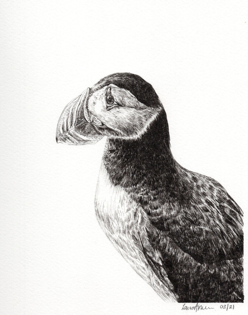 Black and white fineliner pen portrait for a Puffin bird. 