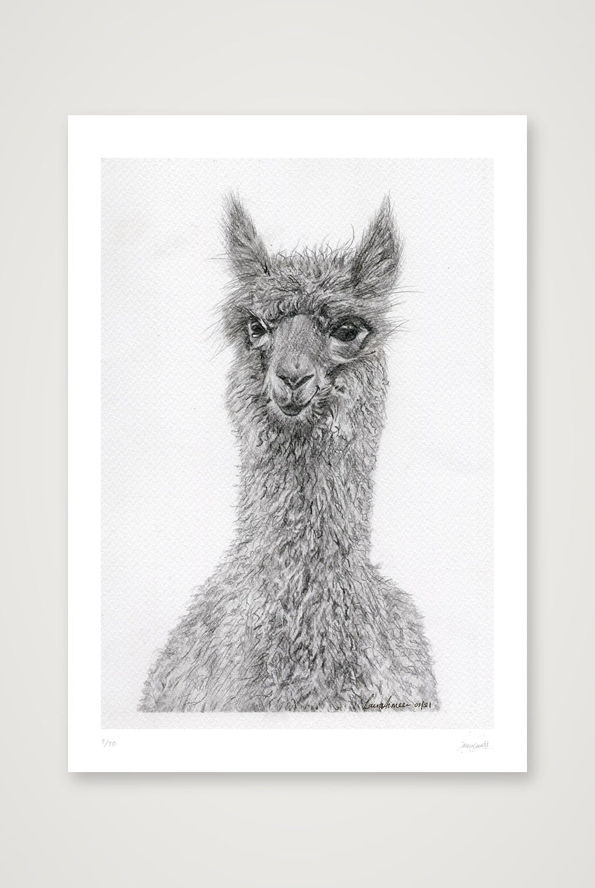 Alpaca Graphite Giclee Print — 70×100cm, 28×39" Print only