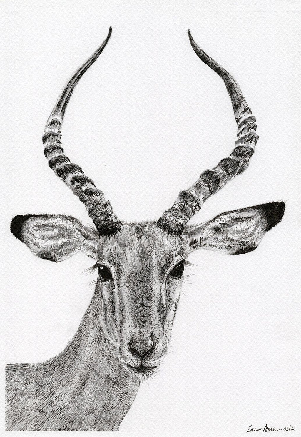 Impalla Giclee Print