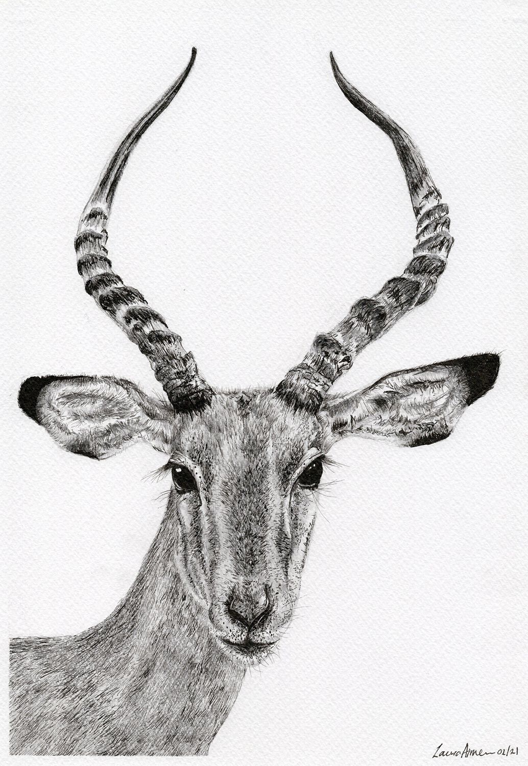 Impalla Print
