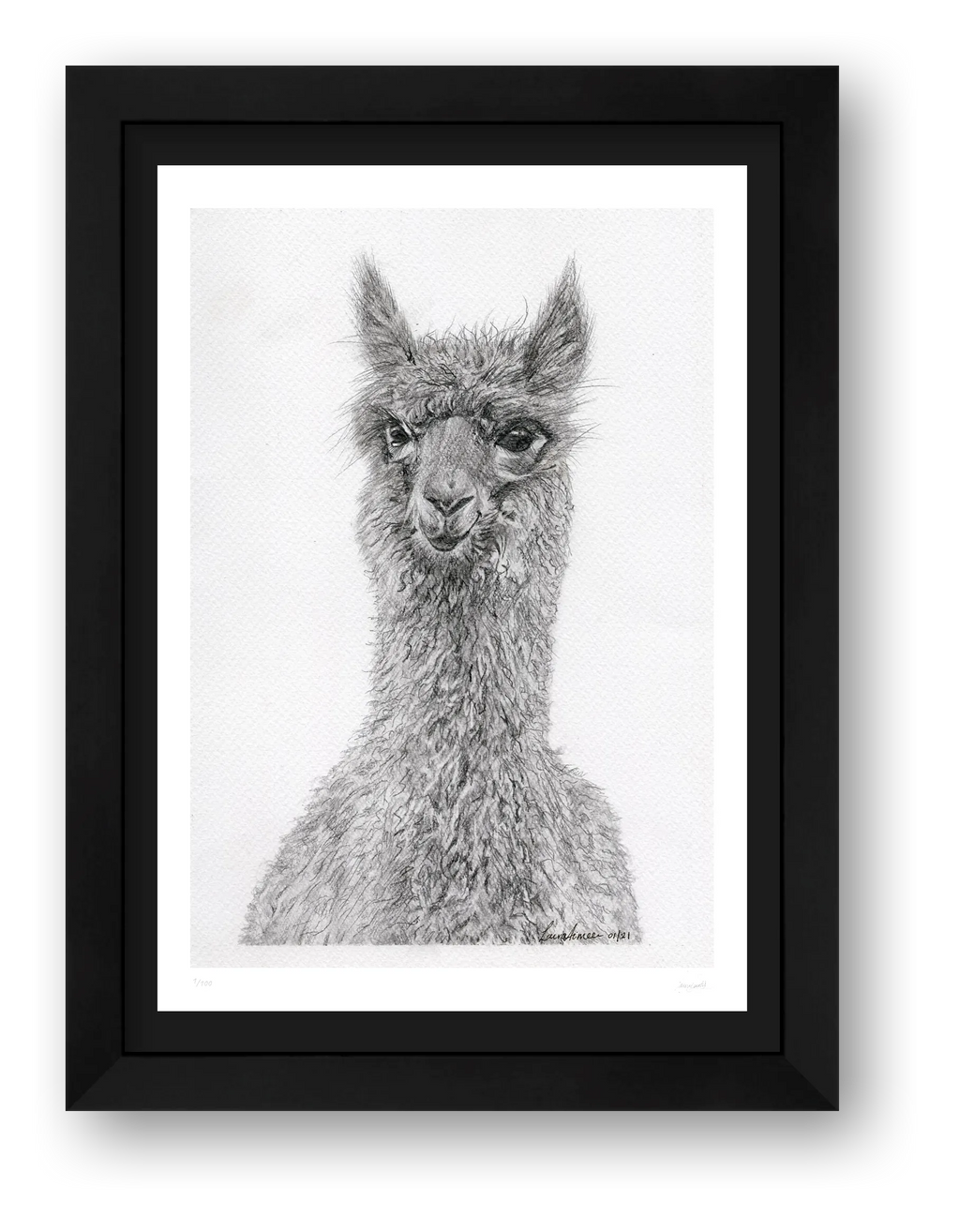 Alpaca Graphite Print  — framed