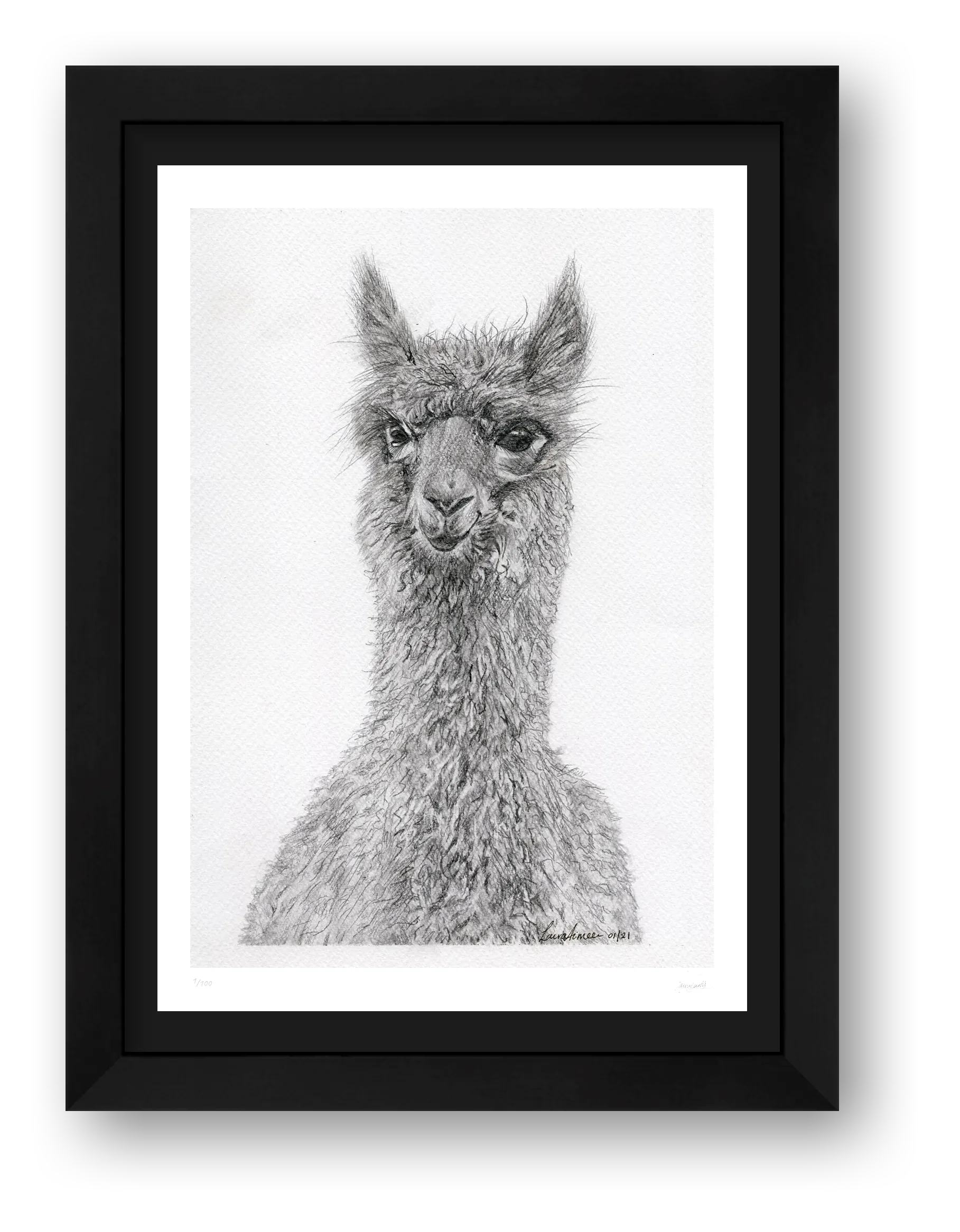 Alpaca Graphite Print  — framed