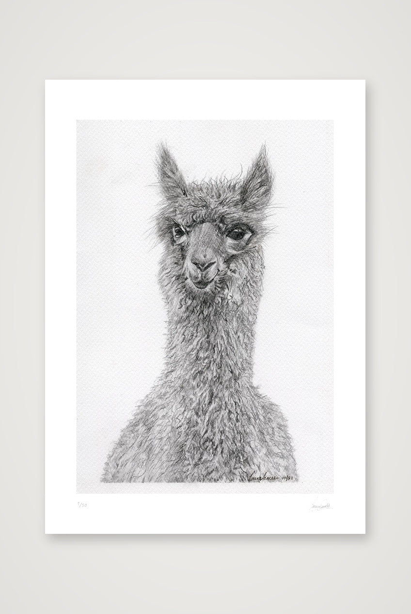 Alpaca Graphite Giclee Print — A3 (30×42cm, 12×17") Print only