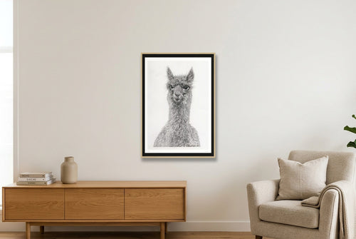 Alpaca Graphite Giclee Print — 70×100cm, 28×39" Oak Frame