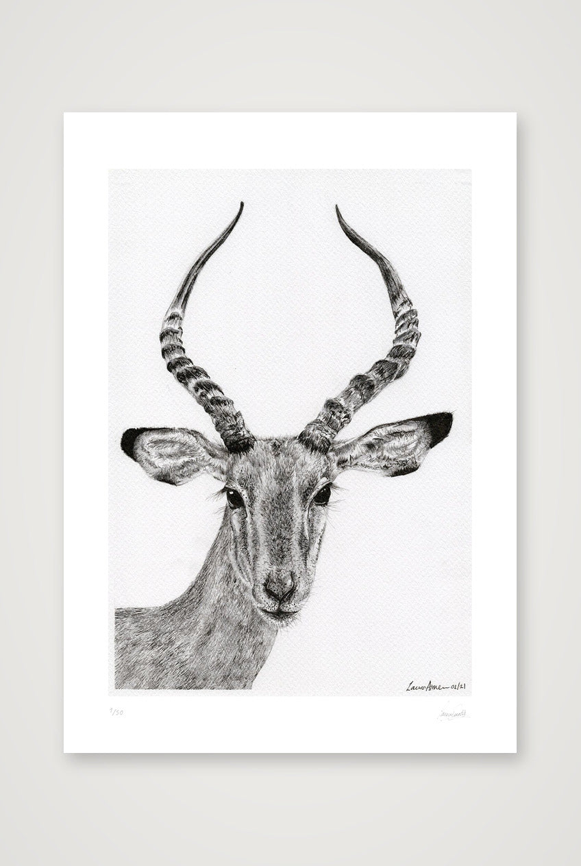 Impalla Giclee Print — A3 (30×42cm, 12×17") Print only