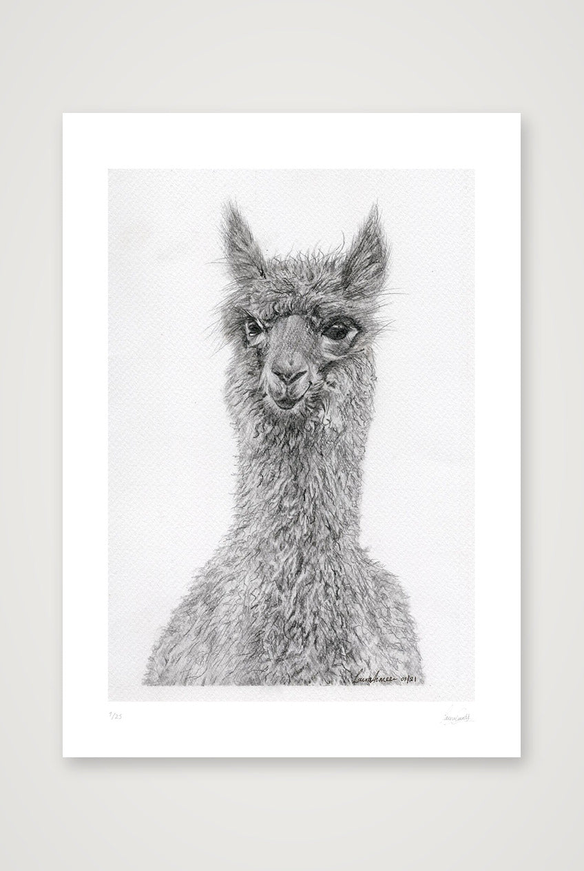 Alpaca Graphite Giclee Print — 42×59cm, 17×23" Print only