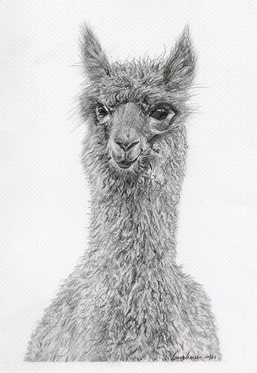 Alpaca Graphite Giclee Print