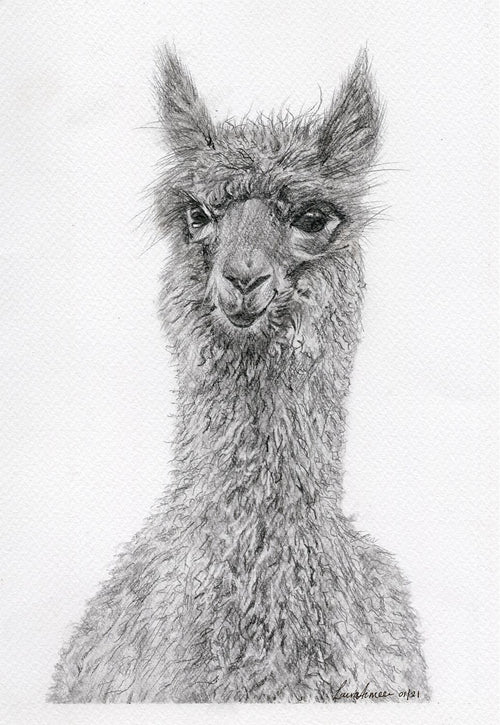 Alpaca Graphite Print 