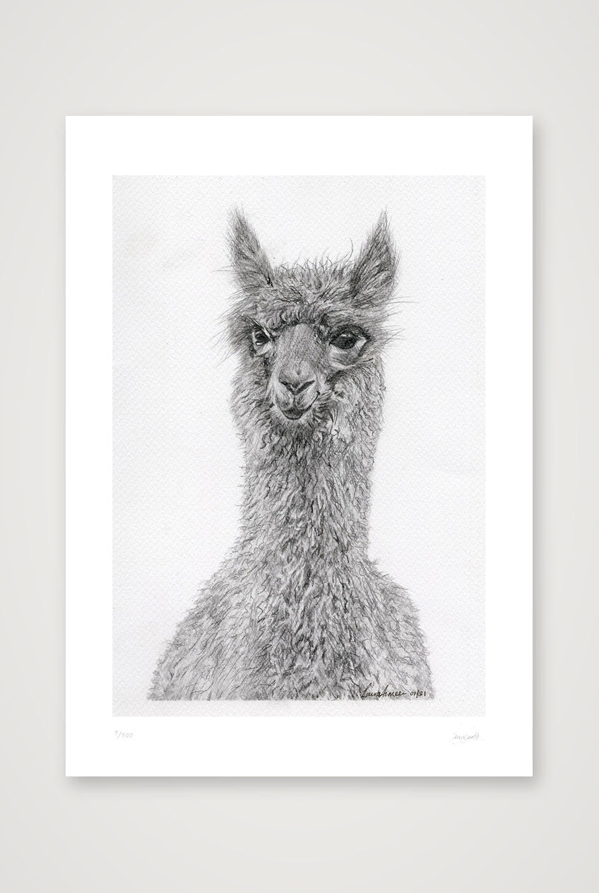 Alpaca Graphite Giclee Print — A4 (21×30cm, 8×12") Print only