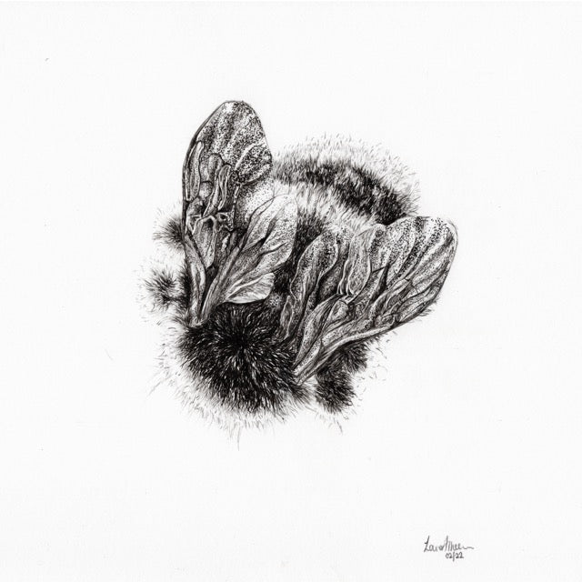 Bumble-Bee Fineliner Pen Drawing (2/3)