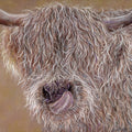 Highland Cow Pastel Drawing