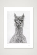 Alpaca Graphite Print  — A4 (21×30cm, 8×12") Print only