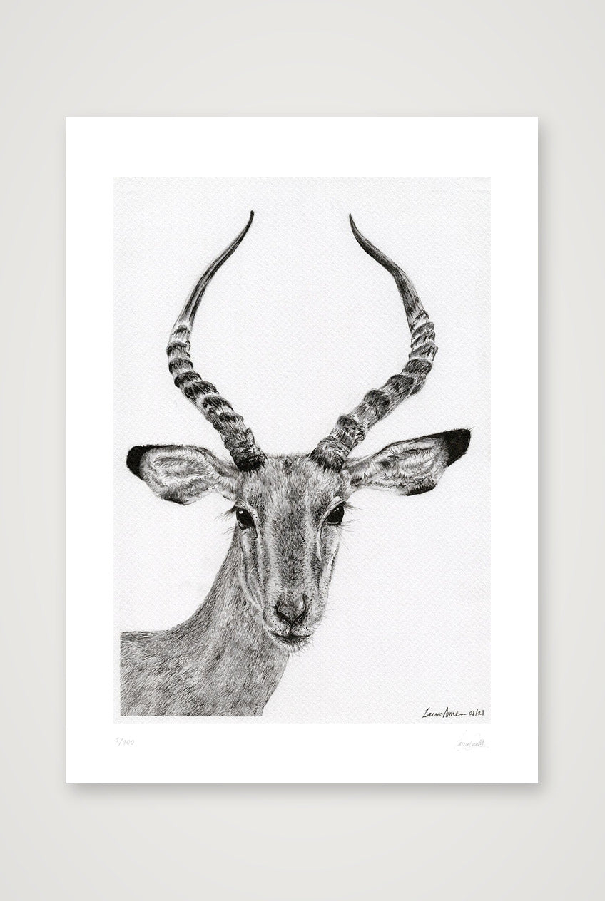 Impalla Print — A4 (21×30cm, 8×12") Print only