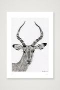 Impalla Print — A4 (21×30cm, 8×12") Print only