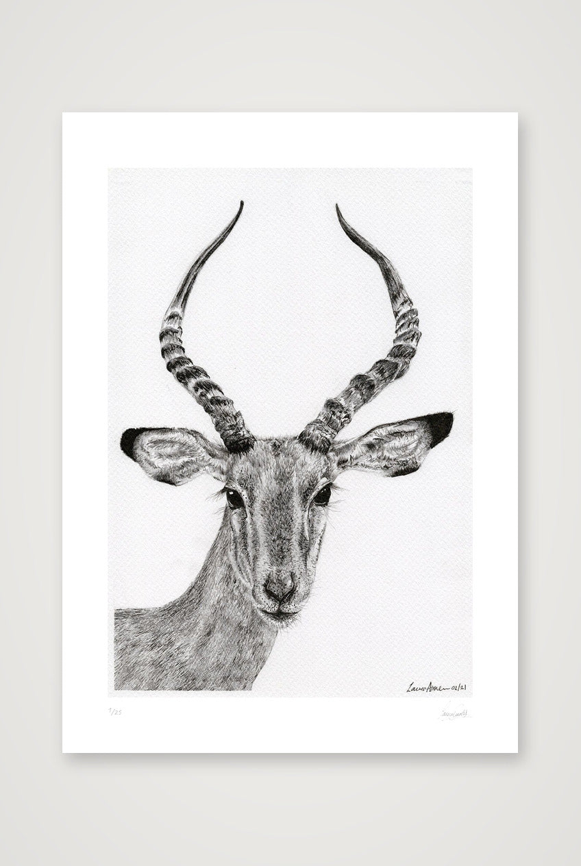 Impalla Giclee Print — 42×59cm, 17×23" Print only