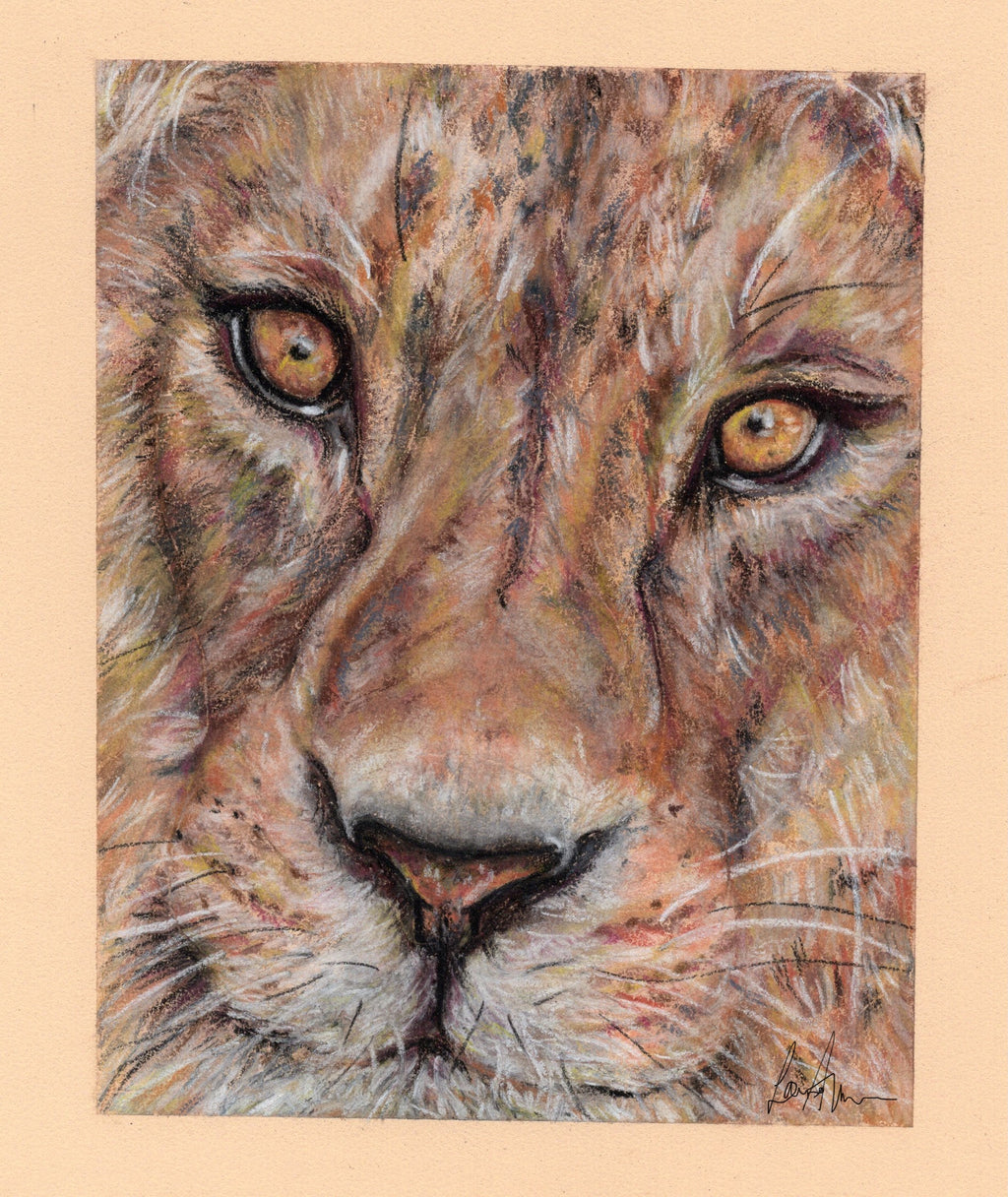 Lions Face Up-Close Pastel Pencil Drawing