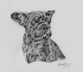 French bulldog drawn with graphite pencil and charcoal concentrating on the positive and negative spaces, creating strong contrast in the drawing. 