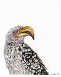 Yellow Billed Fineliner & Pastel Pencil Drawing