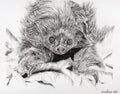 Sloth Fineliner Pen Drawing