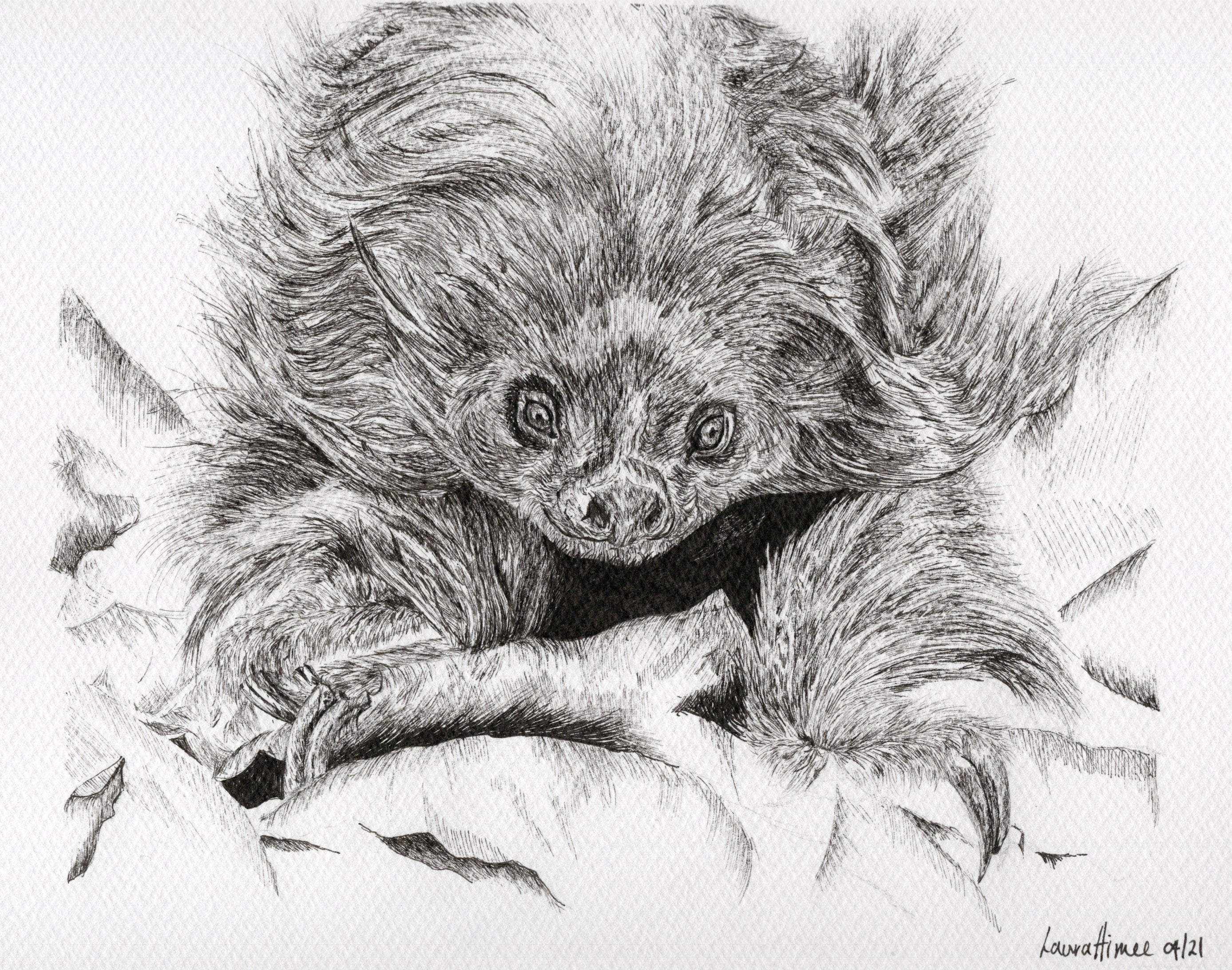 Sloth Fineliner Pen Drawing