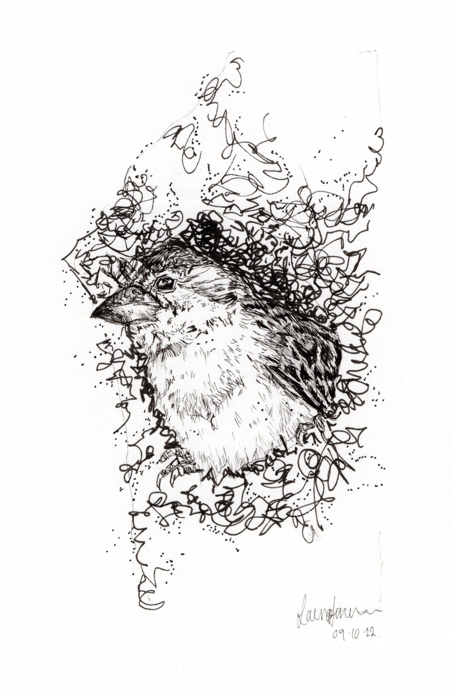 Bird & Nest Fineliner Pen Sketch