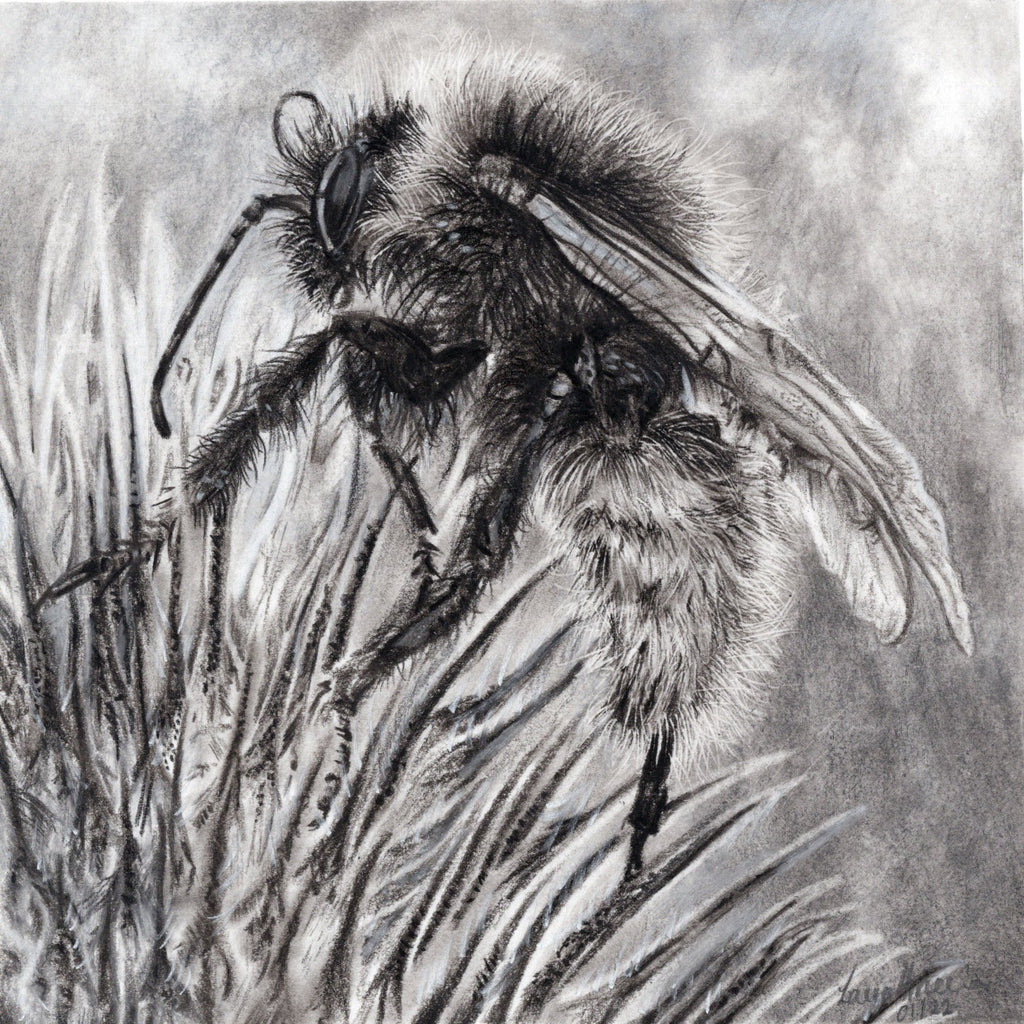 Bumble-Bee Charcoal Drawing