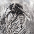 Bumble-Bee Charcoal Drawing