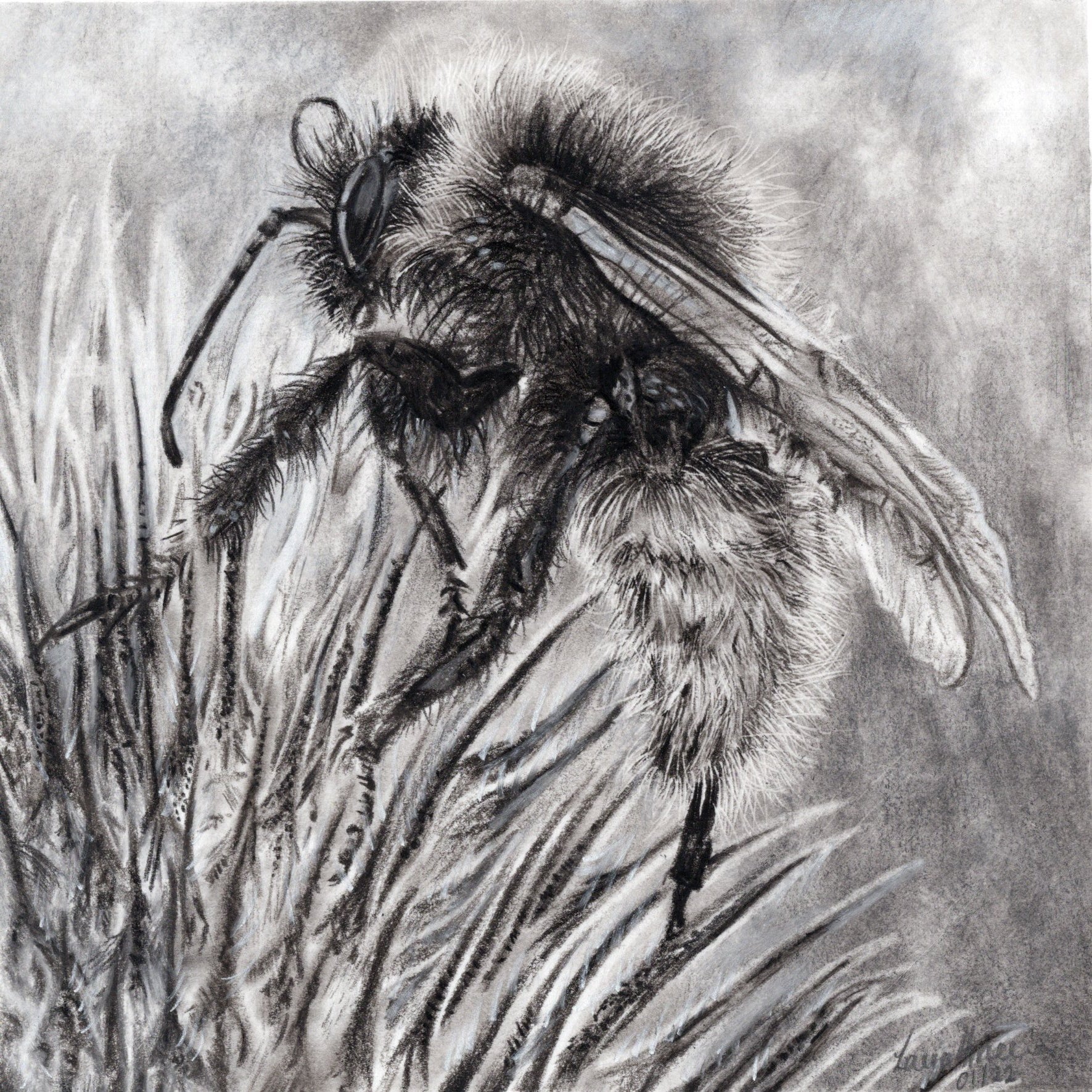 Bumble-Bee Charcoal Drawing