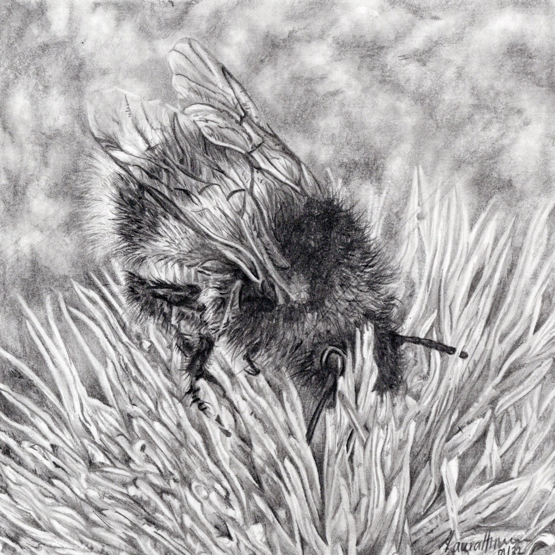 Bumble-Bee Graphite Pencil Drawing