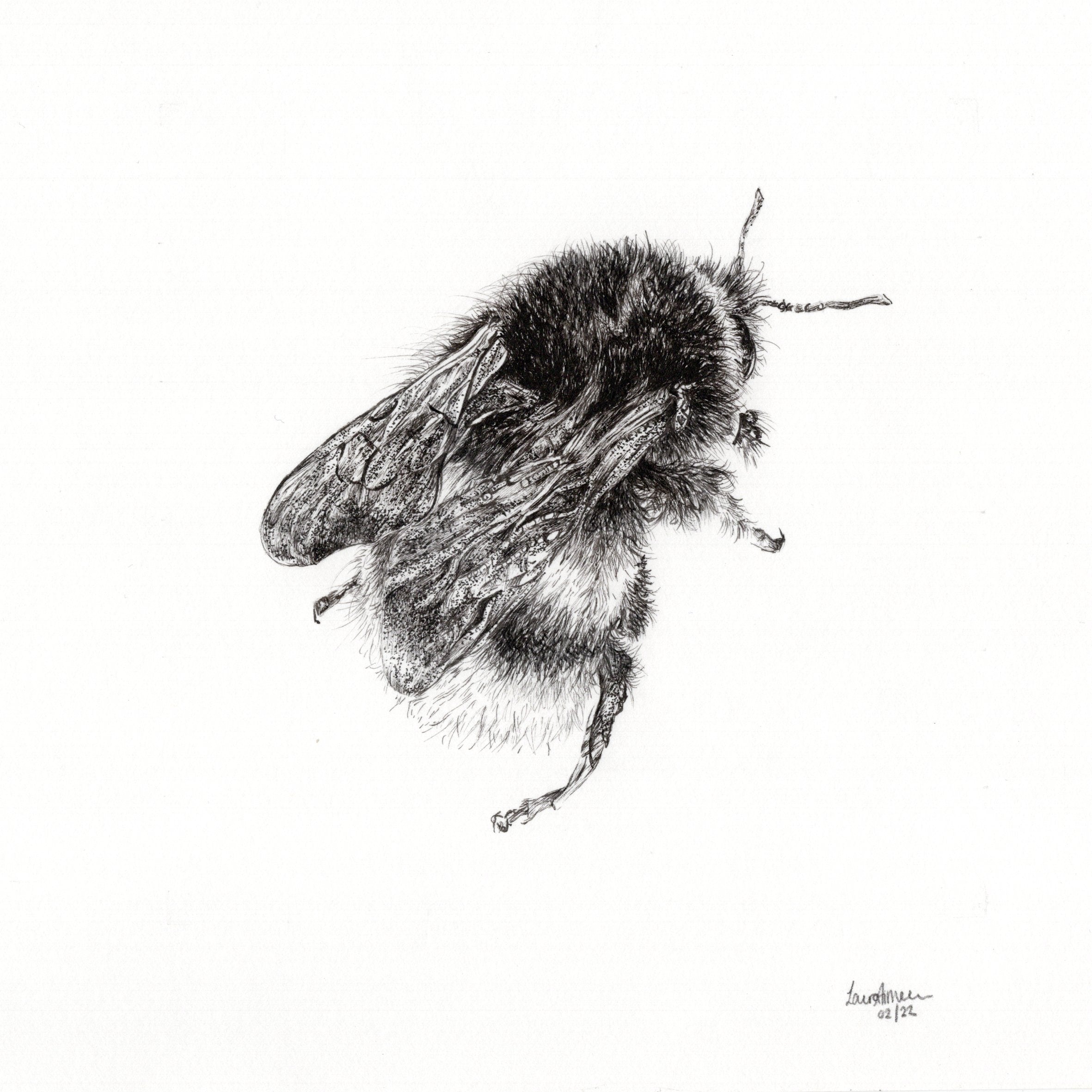 Bumble-Bee Finerliner pen drawing (1/3)