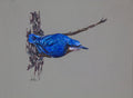 Nuthatch Bird Acrylic Painting