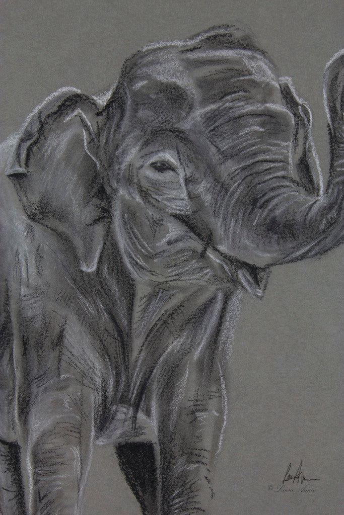 Elephant Charcoal & Chalk Drawing