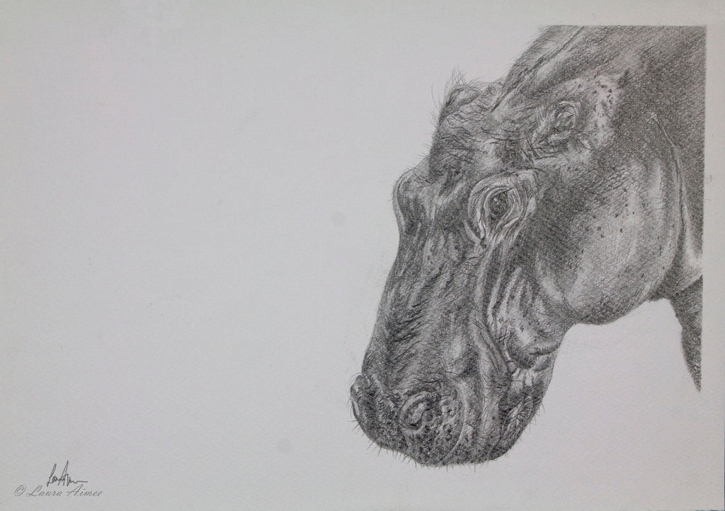 Hippo Graphite Pencil Drawing