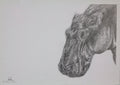 Hippo Graphite Pencil Drawing