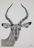 Impala Fineliner Pen Drawing