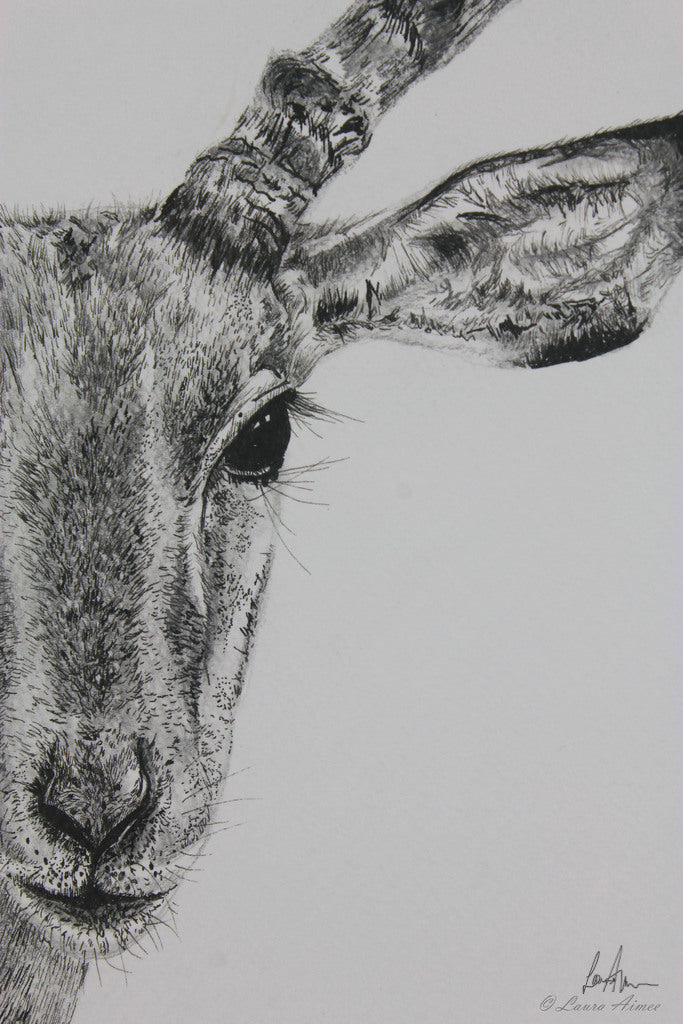 Impala Fineliner Pen Drawing