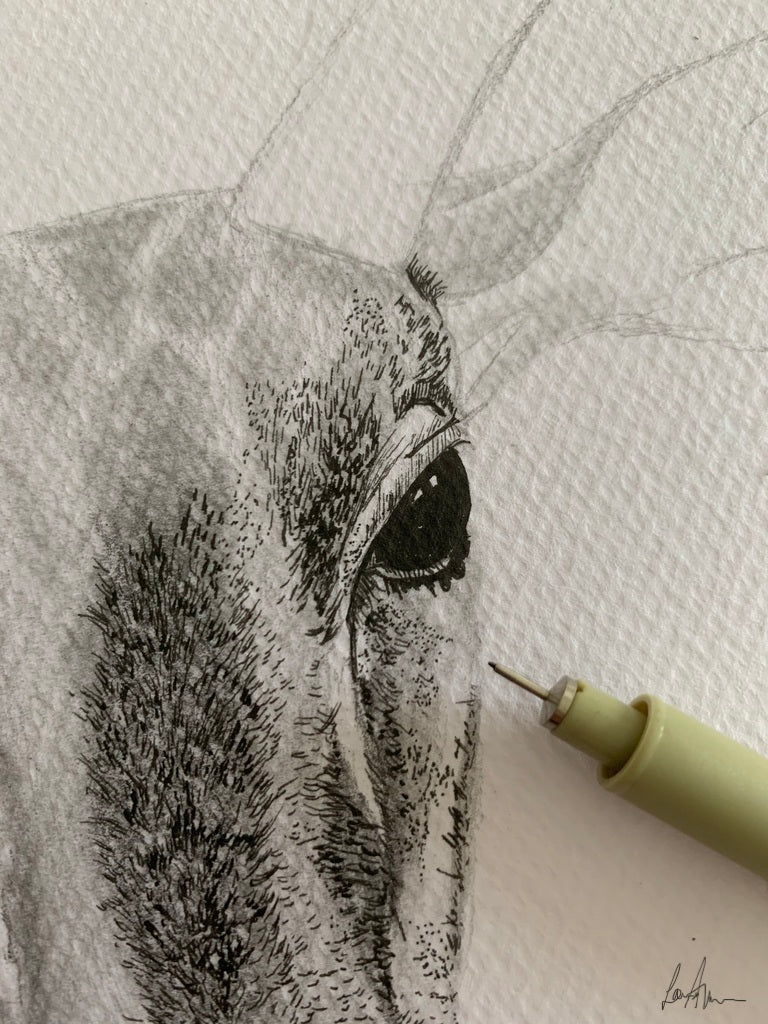 Impala Fineliner Pen Drawing
