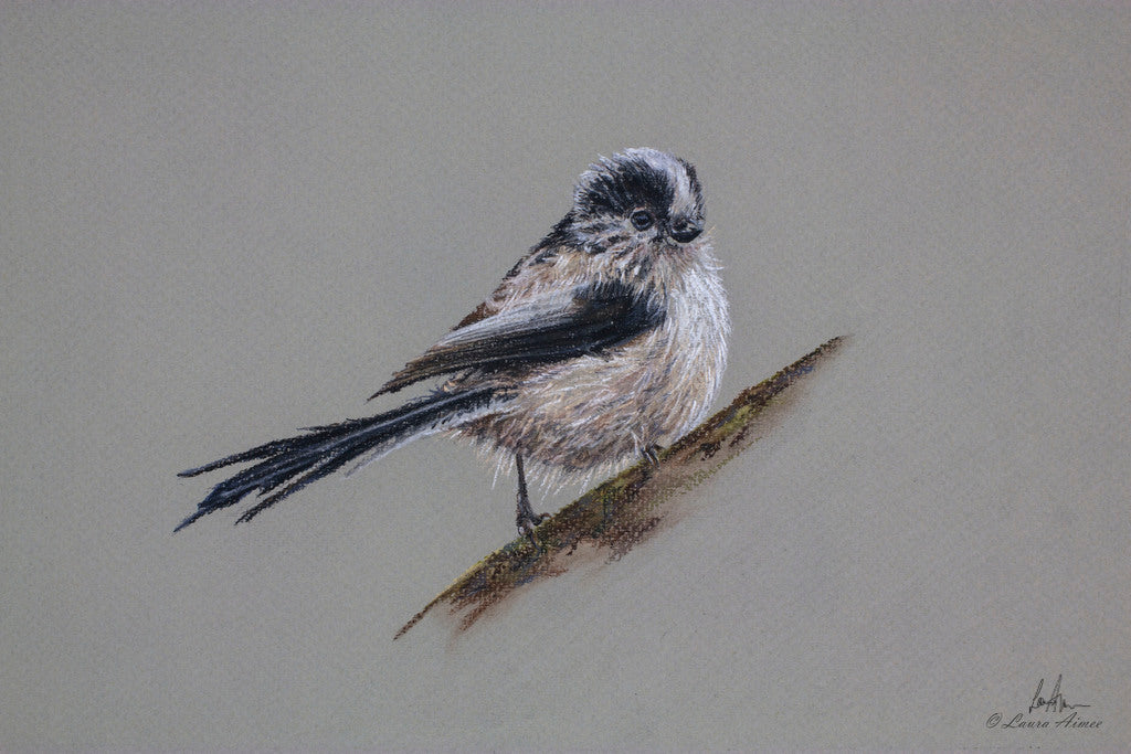 Long-tailed Tit Pastel Bird Drawing