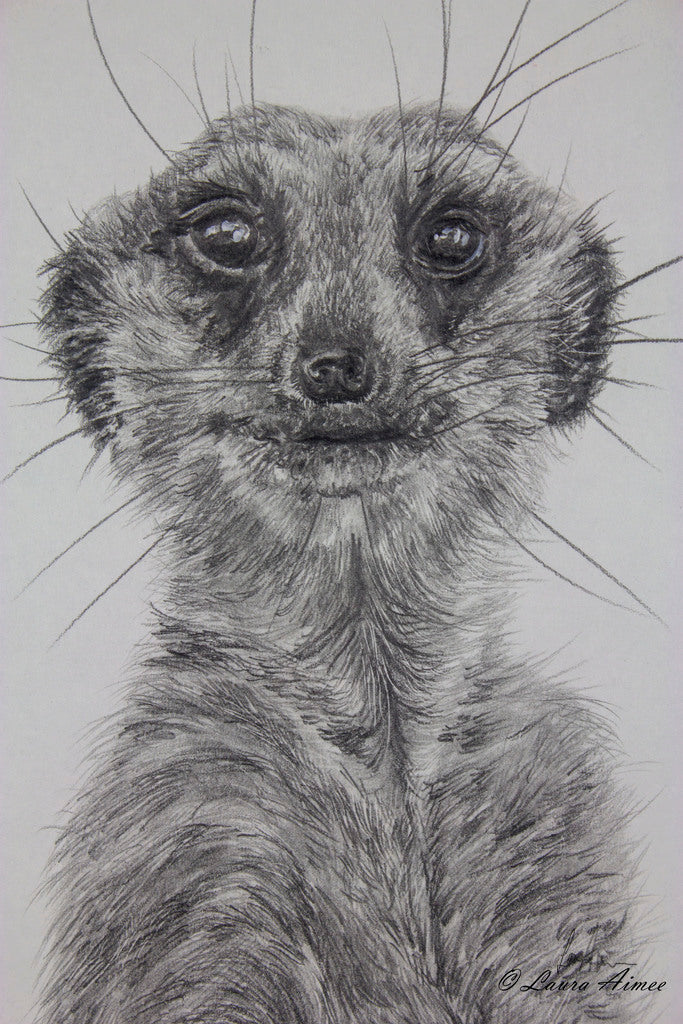 Meerkat Graphite Pencil  Drawing