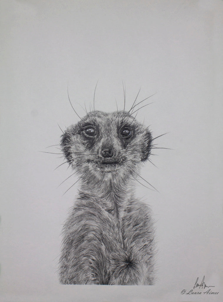 Meerkat Graphite Pencil  Drawing