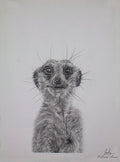 Meerkat Graphite Pencil  Drawing