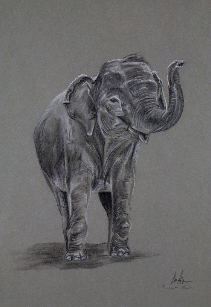 Elephant Charcoal & Chalk Drawing