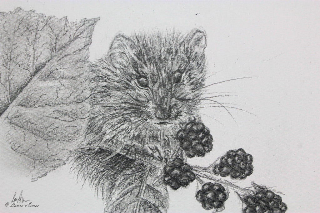 Vole Graphite Pencil Drawing