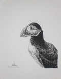 Puffin Fineliner Pen Drawing